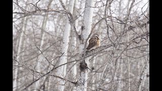 Northern Saw Whet Owls Calling [upl. by Amaris327]