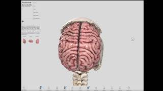 Pre amp Post Central Gyrus Anatomy for Conventional IONM [upl. by Atiugal]