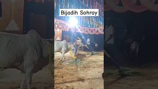 Bijadih Dangra Khuntao  Bijadih saraikela sohray  The Murti films  umeshsoren [upl. by Bethanne]