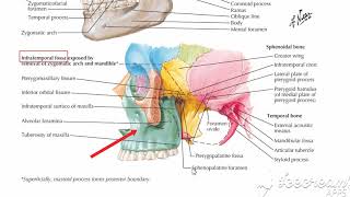 Infratemporal region boundaries 1 [upl. by Nee]