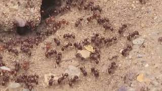 A Bearded Ant  Harvester Ants Thanksgiving Special Part 2 [upl. by Terza44]