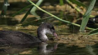 Expeditionen ins Tierreich Die Oker Wildnis zwischen Harz [upl. by Ruthanne]