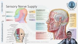 Innervation of Face [upl. by Eaner]