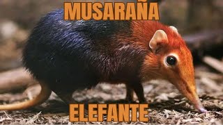 La Increíble Musaraña Elefante Pequeña Veloz y Capaz de Regenerarse ¡Descúbrela Ahora [upl. by Rebliw]