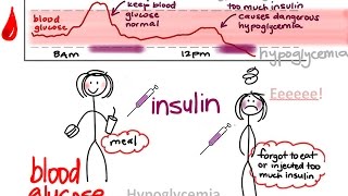 BIO160 Preview Video Lecture 24  Glucose and Weight Regulation [upl. by Aenyl]