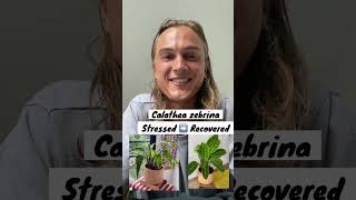 CALATHEA TIMELAPSE  Watch it Recover Overnight [upl. by Kcirdef612]