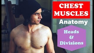 CHEST Muscles Anatomy  Heads and Divisions  by Abhinav Tonk [upl. by Portingale]