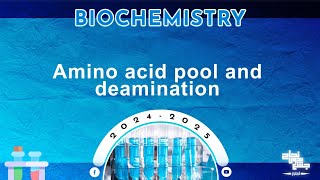 L27 Protein metabolism amino acid pool  oxidative deamination of amino acids  Biochemistry [upl. by Lamaaj]