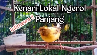 Kenari Lokal ngerol panjang buat pancingan kenari paud belajar cuit cuit [upl. by Asor]