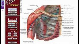 Netter Presenter for the Study of Medicine NYU School of Medicine [upl. by Englebert]