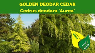 GOLDEN DEODAR CEDAR  Cedrus deodara Aurea by Monrovia [upl. by Poree]