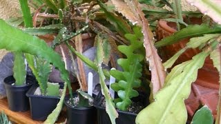 How to care for and grow Epiphyllum Cacti  Orchid Cactus Epiphytic cactus [upl. by Ulrikaumeko]