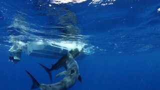 Massive shark attacks marlin [upl. by Lihp]