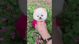 Teacup dog price in India Part  2  Cute Pomeranian dog  rajesh5g shorts viral tranding cute [upl. by Eilliw]