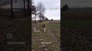 🔥Mirabelle🔥 brunoselmann myhuntingmate englishpointer pointer pointingdog huntingdog [upl. by Ardnac]