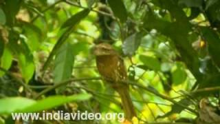 Sri Lankan Frogmouth Bird Wildlife Flora Fauna Video Suresh Elamon [upl. by Nolaj]