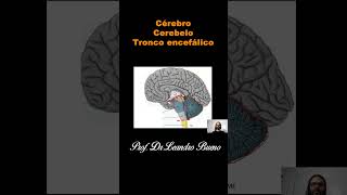 Cérebro Cerebelo e Tronco encefálico  Anatomia  Anatomia Humana [upl. by Alios]