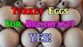 Turkey Eggs For Breakfast [upl. by Eiralav]