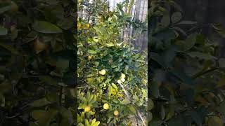 Lemon plant ytshorts [upl. by Noeled]