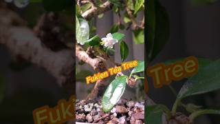 Fukien Tea Tree Carmona [upl. by Akirahc]