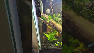 29Gallon heavily planted aquarium aquarium aquascape [upl. by Adihahs]