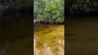 Shallow water predators fishing wildlife junglesafari [upl. by Chatav854]