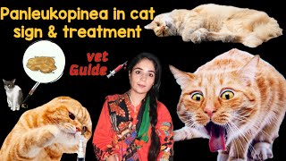 How To Treat Feline Panleukopenia At Home  Feline Panleukopenia kiya ha  Feline Parvo treatment [upl. by Smaj686]