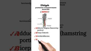 thigh posterior compartment muscles [upl. by Anitneuq]