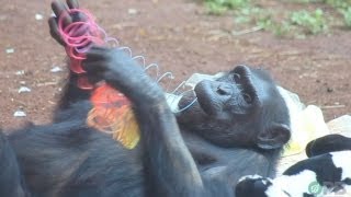 Chimpanzees Dumber Than All Humans  Horrifying Planet  Ep 2 [upl. by Lamoureux]