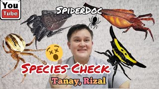 SPECIES CHECK Mga Gagamba at Insekto sa Tanay Rizal SpiderHunt [upl. by Hitchcock]