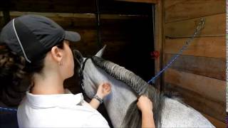 How To Running Braid amp French Braid your horse for schooling  FULL TUTORIAL [upl. by Farlay52]