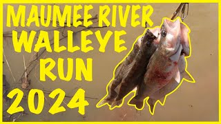 MAUMEE RIVER WALLEYE RUN 2024 WALLEYE RUN 2024 [upl. by Adnamar]