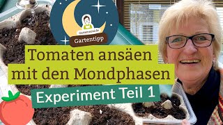 Tomaten ansäen nach dem Mondkalender Machen die Mondphasen einen Unterschied Experiment Teil 1 [upl. by Birch]