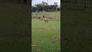 Búfalo Albino conhece bufalo albinism brasil [upl. by Eelana]