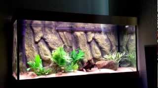 A basic guide to keeping Red Bellied Piranha Pt 1 tank se [upl. by Oidale]