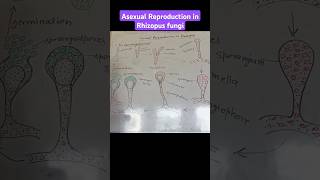 Asexual Reproduction in Rhizopus reproduction in Rhizopus biologydiagram fungalmycelium fungi [upl. by Annia247]