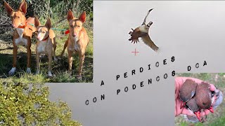 De perdices con Podencos DCA [upl. by Dorie]