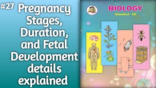 Pregnancy Stages Duration and Fetal Development l pregnancy details explained 12thclassbiology [upl. by Tammie613]