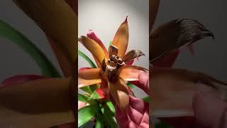 You haven’t killed your Bromeliad plants plantcare houseplants bromeliads [upl. by Silohcin]