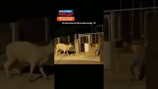 amezingvideo horror bacharecow🤣🤣 [upl. by Verna]