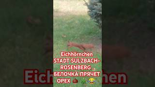 Eichhörnchen STADT SULZBACHROSENBERG БЕЛОЧКА ПРЯЧЕТ ОРЕХ 🌰 🎄 😂 [upl. by Eckart]