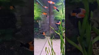 Feeding time 😃 swordtail swordtailfish koikohaku koi aquarium [upl. by Arimaj591]