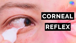 Corneal Reflex Assessment  CN V  OSCE Clip  UKMLA  CPSA [upl. by Harshman]