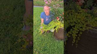 Creeping Jenny lysimachia nummular nativeplants gardening permaculture hangingbasket explore [upl. by Vedette]