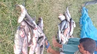 রংপুর চিকলির বিলে মাছ শিকার Rangpur water park fishing [upl. by Strep]