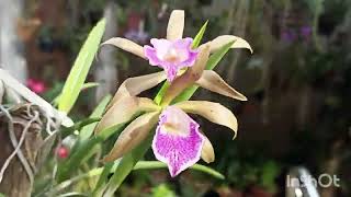 Brassavola tuberculata quotGeneral Osórioquot x Cattleya tigrina coerulea 🌸🌸 [upl. by Fagen]