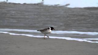 Hooded Plovers  an endangered Australian bird [upl. by Enilraep497]