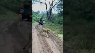 🦁🦁Masai Mara nature epic Safari destination in Kenya [upl. by Weston]