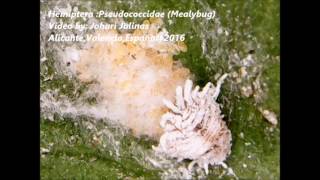 Hemiptera Pseudococcidae Mealybug v2 [upl. by Jojo]