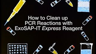 How to Clean up PCR Reactions with ExoSAPIT Express Reagent [upl. by Qifahs]